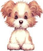 mignon le petit chien